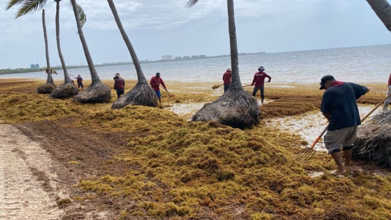 Cancun Sargassum Update February 2026: Where to Find Clear Water Right Now